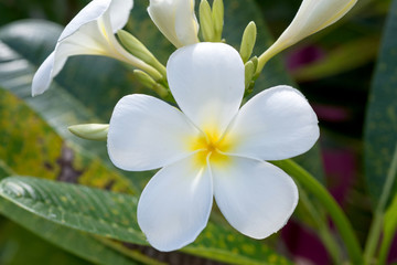 Plumeria Flower