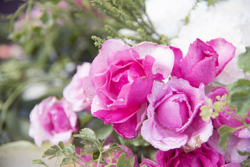 Many roses are arranged in rows.