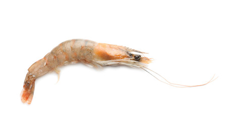 Fresh shrimp on white background
