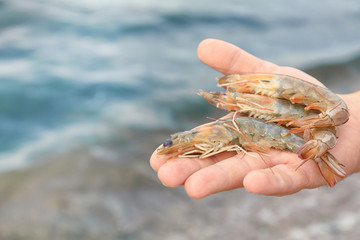 Man holding fresh shrimps, outdoors