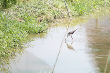 Natural ecology of birds