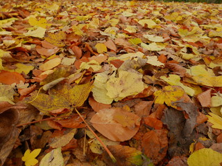 Autumn leaves