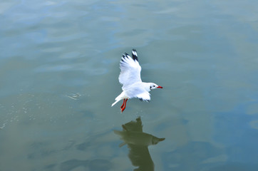 White gulls are flying in the blue sky.