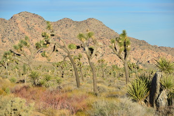 Joshua Tree National park