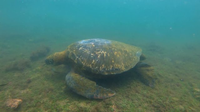 Galapagos green turtle swimming underwater on Galapagos Islands. Snorkeling with green sea turtles in Galapagos Marine Reserve, Ecuador, South America.