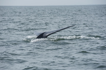 Fototapeta premium Bryde's whale, Whale in gulf of Thailand..