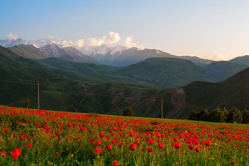 Beautiful view of the snowy mountains. Field of flowering poppies