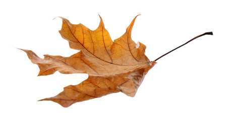 Beautiful autumn leaf on white background