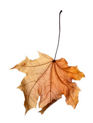 Beautiful autumn leaf on white background