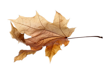 Beautiful autumn leaf on white background