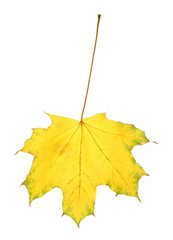 Beautiful autumn leaf on white background