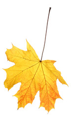 Beautiful autumn leaf on white background