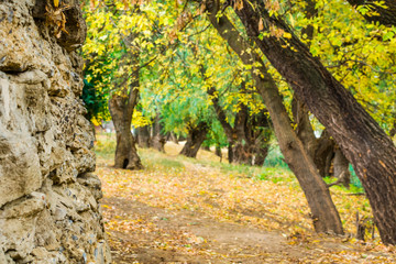 autumn fairy forest color