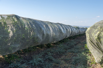 Trees covered with net