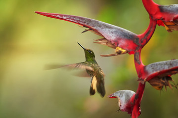 Buff-tailed Coronet,Boissonneaua flavescens, green hummingbird, hovering under red heliconia flower. Colombia, Rio Blanco.