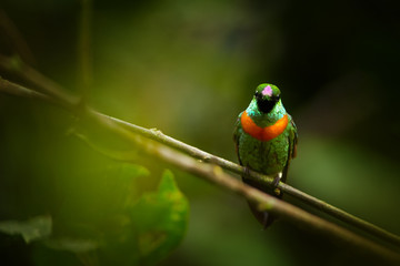 Close up, rare, grass green with rufous breast band colored hummingbird, male, Gould's Jewel-front Heliodoxa aurescens perched on twig against blurred forest background. Sumaco volcano area, Ecuador.