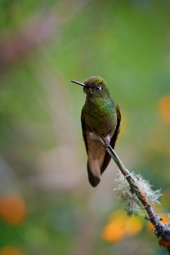 Vertical photo of glittering green hummingbird, Buff-tailed Coronet, Boissonneaua flavescens, perchced on twig against blurred rainforest background with flowers,  Rio Blanco, Colombia