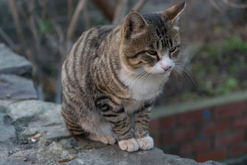 Lonely street cat. Selective focus with depth of field.