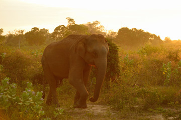 Fototapeta na wymiar Wildlife in Udawalawe National Park in Sri Lanka