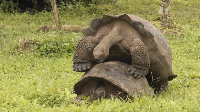 Galapagos Giant Tortoises mating having sex on Santa Cruz Island in Galapagos Islands. Giant Tortoise, Animals, nature and wildlife video close up of tortoise in the highlands of Galapagos, Ecuador.