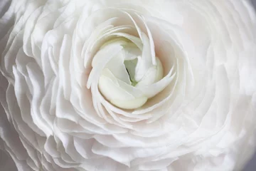 Foto op Plexiglas Renoncule rose. © Anne