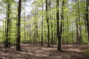 Hainbuchenwald, Carpinus betulus, im Frühling