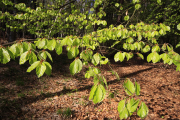 Hainbuchen, Carpinus betulus, Blätter im Frühling