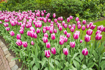 Fototapeta premium Pink tulip in the field