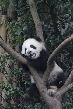 Little Panda Cub on the Tree, Chengdu Panda Base, China