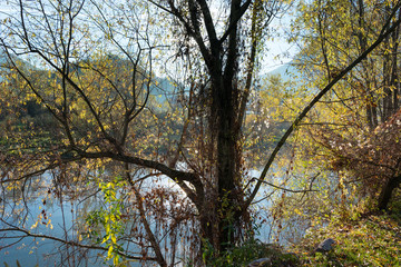Obraz premium Autumn at Serio river, Lombardy, Italy.