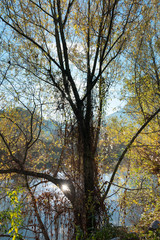 Fototapeta premium Autumn at Serio river, Lombardy, Italy.