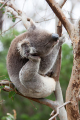 Koala bear scratching ear in a tree