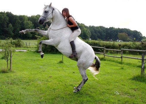 Cheval gris cabr&eacute;