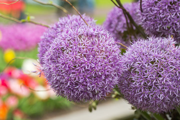 Flower head of Allium. close-up.
