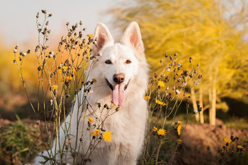 Weißer Schäferhund sitzt vor Spargelfeld