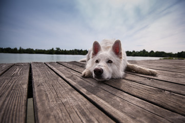 Weißer Schäferhund liegt auf Holzsteg