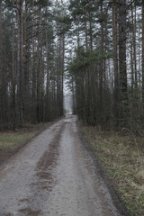 Fototapeta na wymiar grayness, loneliness, depression, travel, europe, latvia, frost, path, day, rural, beautiful, way, fog, background, asphalt, morning, winter, autumn, weather, scene, cold, outdoor, season, country, wh