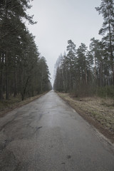 ice, shadow, beauty, branch, light, green, wood, park, grayness, loneliness, depression, travel, europe, latvia, frost, path, day, rural, beautiful, way, fog, background, asphalt, morning, winter, aut