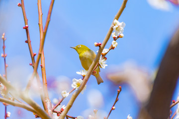 The Japanese White-eye and white plum blossoms. Located in Tokyo Prefecture Japan.