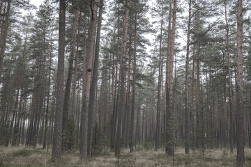 melancholy, alone, fog, latvia, europe, travel, day, environment, branch, nobody, plant, pine, trunk, rural, park, frost, scene, natural, cold, season, winter, beautiful, white, wood, background, outd