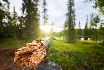 a fallen tree in the forest. The nature of the Arctic