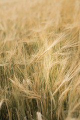 Field of barley at the end of the summer