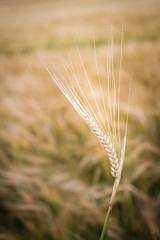 Field of barley at the end of the summer