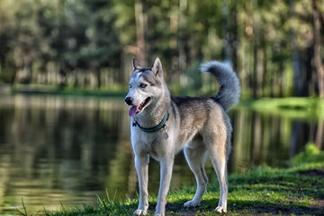 Gray husky