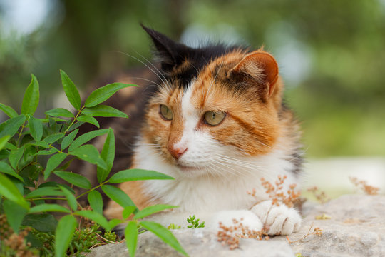 9 Best Chat Tricolore Images Stock Photos Vectors Adobe Stock