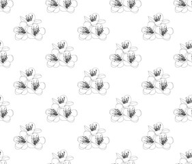 Momo Peach Flower Blossom on White Blue Background