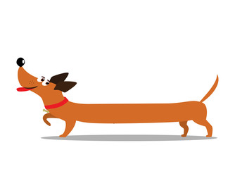 Cute cheerful long cartoon dachshund dog isolated on white background. - obrazy, fototapety, plakaty