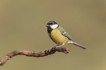 Obraz premium Tit 080