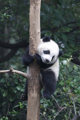 Fototapeta premium Mała panda na drzewie, baza Chengdu Panda, Chiny