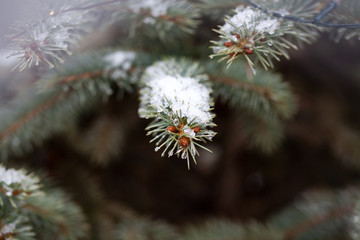 fir branches close up